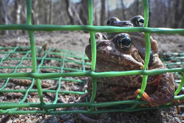 A fence keeps frogs off a road until volunteers can move them across safely in the Sestroretsk Bog natural reserve outside St. Petersburg, Russia, on Wednesday, April 16, 2025. (AP Photo/Dmitri Lovetsky)