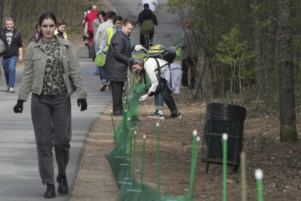 A fence keeps frogs off a road until volunteers can move them across safely in the Sestroretsk Bog natural reserve outside St. Petersburg, Russia, on Wednesday, April 16, 2025. (AP Photo/Dmitri Lovetsky)