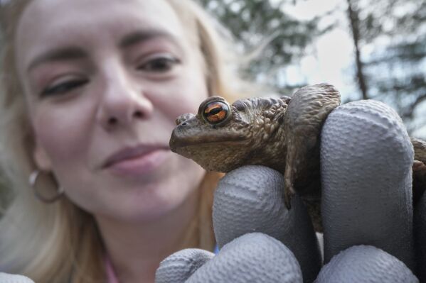 A volunteer holds a toad at the Sestroretsk Bog natural reserve outside St. Petersburg, Russia, on Wednesday, April 16, 2025. (AP Photo/Dmitri Lovetsky)