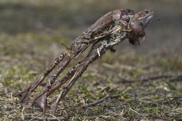 Frogs leap to get into the water in the Sestroretsk Bog natural reserve outside St. Petersburg, Russia, on Wednesday, April 16, 2025. (AP Photo/Dmitri Lovetsky)