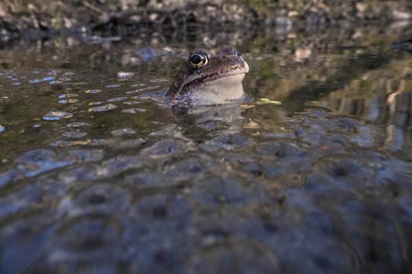 A frog sits in the water in the Sestroretsk Bog natural reserve outside St. Petersburg, Russia, Wednesday, April 16, 2025. (AP Photo/Dmitri Lovetsky)